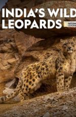 دانلود مستند India’s Wild Leopards 2020
